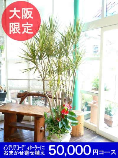 大阪市内限定 大型サイズおまかせ オーダーメイドの観葉植物プラン５００００円コース