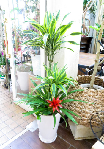 観葉植物ギフト ドラセナレモンライム華やかな寄せ植え 大きいサイズ 大型商品