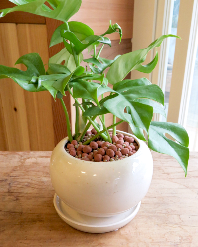 インテリア観葉植物ギフト 姫モンステラとホワイト丸鉢