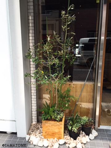 美容室6 観葉植物ギフト通販 販売 新築 開店 開業祝いなどに タマトメ花遊館の観葉倶楽部 花 フラワーアレンジメント 美容室6 観葉植物ギフト通販 販売 新築 開店 開業祝いなどに タマトメ花遊館の観葉倶楽部 花 フラワーアレンジメント