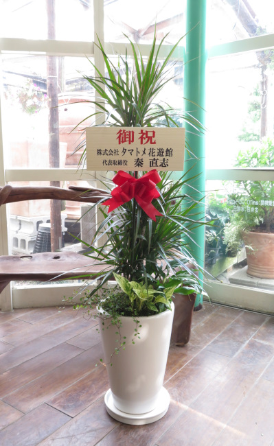 お祝い別のマナーと立札について 観葉植物ギフト通販 販売 新築 開店 開業祝いなどに タマトメ花遊館の観葉倶楽部 花 フラワーアレンジメント