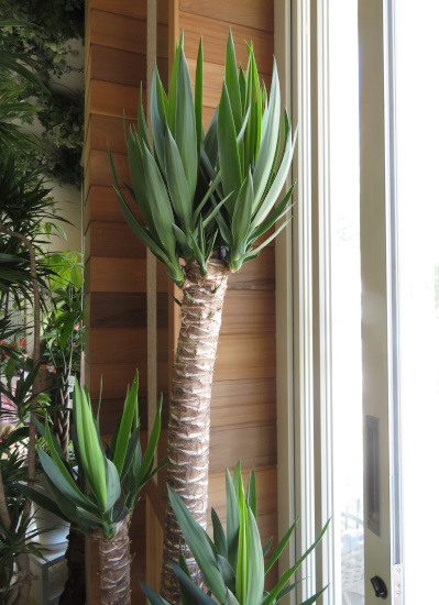 観葉植物ギフト 観葉植物ギフト ユッカの豪華な寄せ植え（軽量おしゃれ 