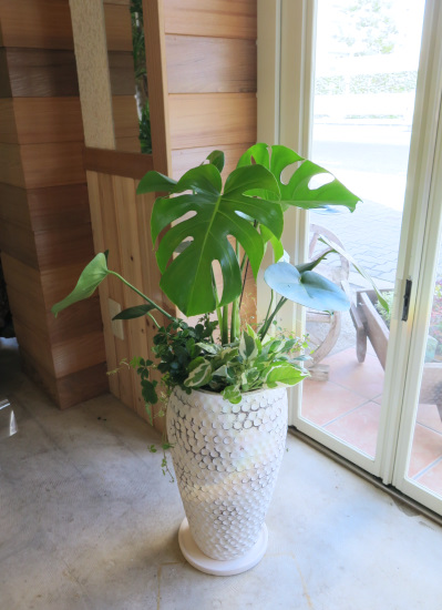 モンステラ 中型 白鉢 b678855259e9efb1eb464167f00936