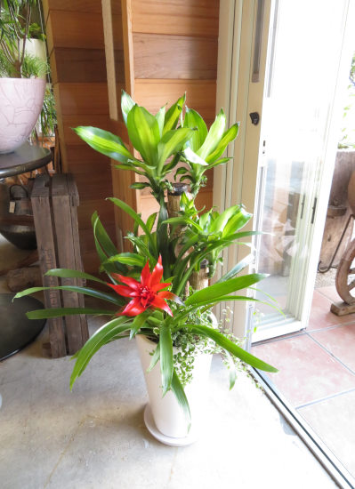 観葉植物ギフト 幸福の木と白鉢 ベーシックタイプ