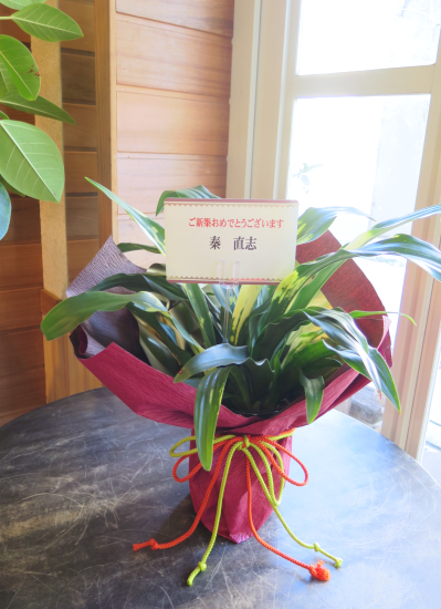 観葉植物ギフト ちょっとしたお祝いにピッタリ 開運の木 ミリオンバンブー 観葉植物ギフト ちょっとしたお祝いにピッタリ 開運の木 ミリオンバンブー
