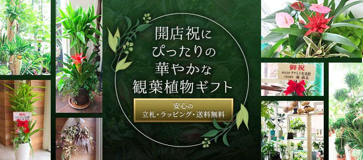 観葉植物ギフト通販 販売 新築 開店 開業祝いなどに タマトメ花遊館の観葉倶楽部 花 フラワーアレンジメント