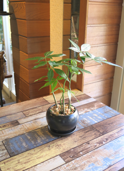 観葉植物ギフト 風水パキラ 信頼感を高める 黒 タマトメ花遊館の観葉倶楽部