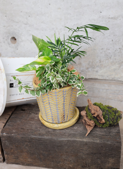 観葉植物ギフト おまかせミニ観葉 鉢色 元気を出したい時のイエロー系 観葉植物ギフト おまかせミニ観葉 鉢色 元気を出したい時のイエロー系