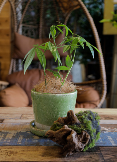 その他観葉植物　売り切れました