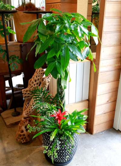 送料無料でご予算ラクラク 観葉植物ギフト パキラとミニ観葉のブラックドット鉢 大型商品 タマトメ花遊館の観葉倶楽部