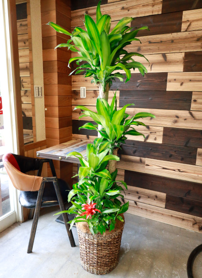 観葉植物ギフト 開店お祝におすすめ 幸福の木とバスケット 華やか寄せ植えタイプ 大型商品 観葉植物ギフト 開店お祝におすすめ 幸福の木とバスケット 華やか寄せ植えタイプ 大型商品