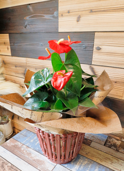 観葉植物ギフト アンスリューム 樹脂バスケットラッピング レッド花