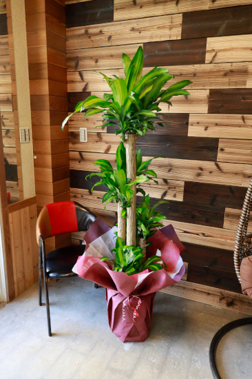観葉植物ギフト 開店お祝いにおすすめ 幸福の木のシンプルラッピング 大型商品 観葉植物ギフト 開店お祝いにおすすめ 幸福の木のシンプルラッピング 大型商品