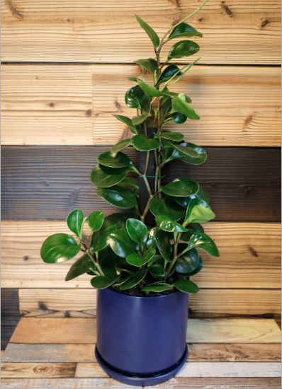 観葉倶楽部の風水プランツ 仕事運up ブルー鉢 植物は観葉倶楽部におまかせ 観葉倶楽部の風水プランツ 仕事運up ブルー鉢 植物は観葉倶楽部におまかせ