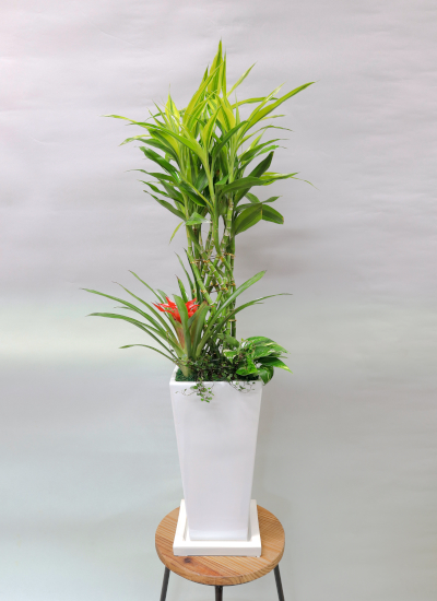 観葉植物ギフト 開運の木 ミリオンバンブーとグズマニアのホワイト鉢