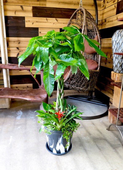 観葉植物ギフト パキラとマーブル鉢