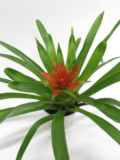 観葉植物ギフト オプション専用 グズマニア1個
