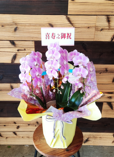 77歳喜寿の御祝におすすめの胡蝶蘭ギフト ミニ胡蝶蘭(ピンク花