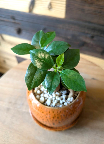 観葉植物ギフト ガジュマルとこっくりオレンジ鉢