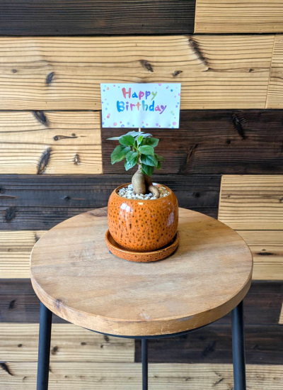 観葉植物ギフト ガジュマルとこっくりオレンジ鉢