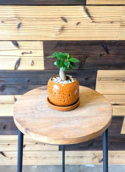 観葉植物ギフト ガジュマルとこっくりオレンジ鉢