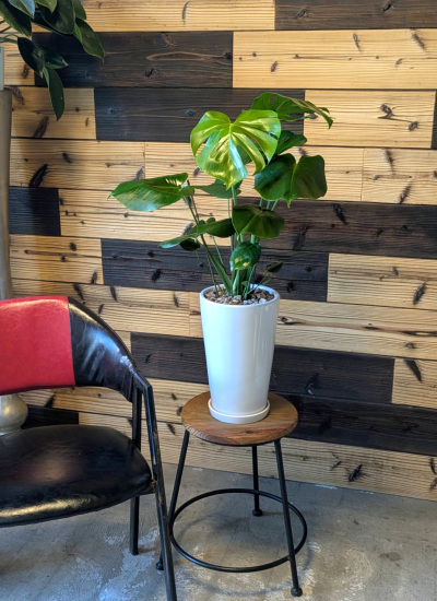観葉植物ギフト シンプルモンステラ
