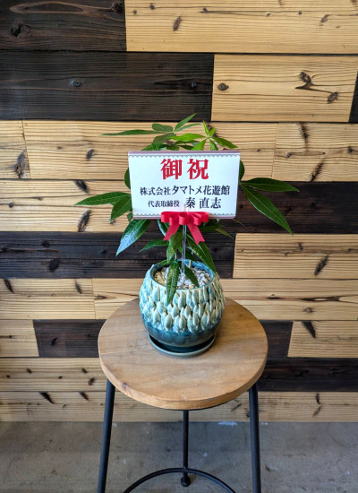 ❤❤縁起物　パキラ　長さ鉢のままは応相談!!!❤❤ ❤❤縁起物 パキラ 長さ鉢のままは応相談!!!❤❤ 観葉