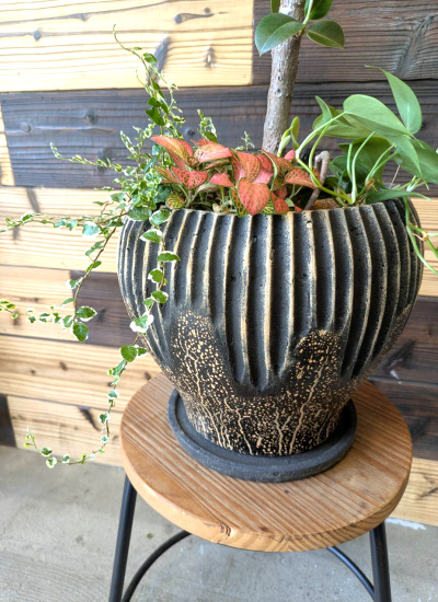 フィカスバーガンディ 9号 ゴムノキ（文京区受取） 観葉植物】ゴムの木