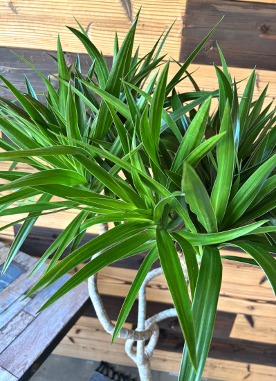 観葉植物ギフトこだわりの1点もの【プレミアグリーン】ドラセナナヴィ