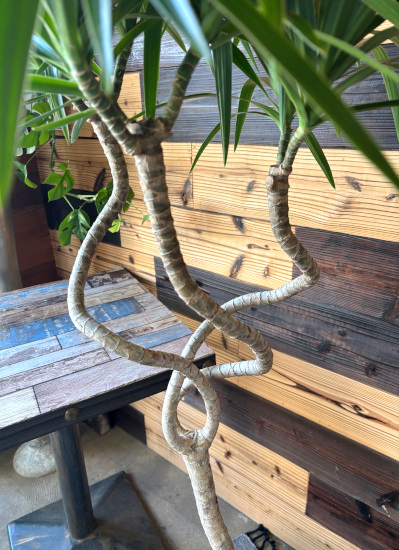 観葉植物ギフトこだわりの1点もの【プレミアグリーン】ドラセナナヴィ