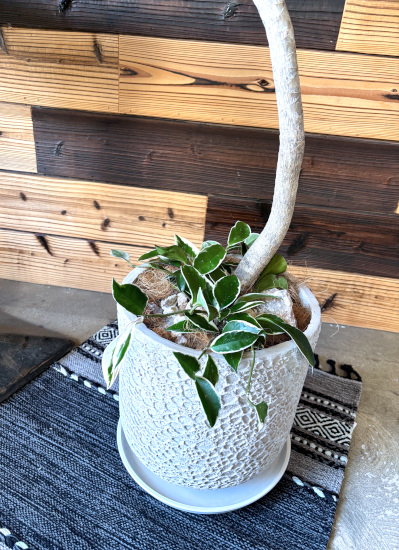 観葉植物ギフトこだわりの1点もの【プレミアグリーン】ドラセナナヴィ