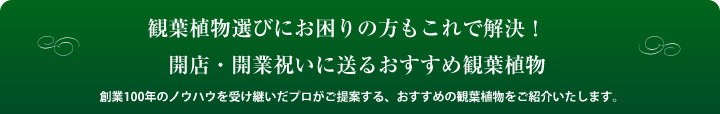 観葉植物選びにお困りの方もこれで解決！　開店・開業祝いに送るおすすめ観葉植物