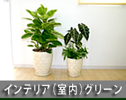 インテリア（室内）グリーン