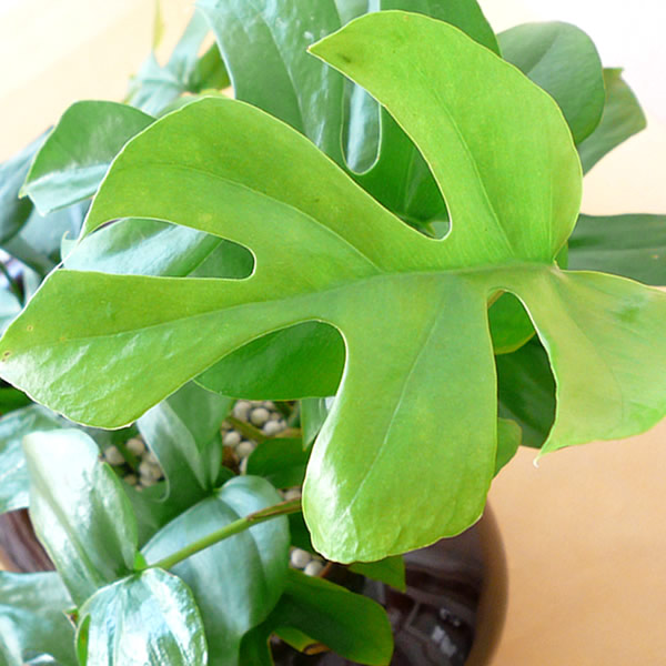 観葉植物ギフト　モンステラ