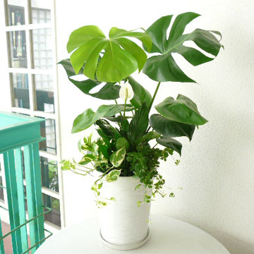 観葉植物ギフト モンステラ