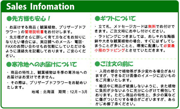 ｾｰﾙｽｲﾝﾌｫﾒｰｼｮﾝ：(1)管理説明書をお付けします。(2)ﾒｯｾｰｼﾞｶｰﾄﾞ・立て札は無料です。(3)観葉植物は生き物ですので、画像と多少異なる場合がございますが、ご了承願います。