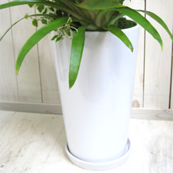 送料無料でご予算ラクラク】観葉植物ギフトやる気UP！力強く伸びる若者